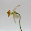 Single drooping white flower with orange stamens