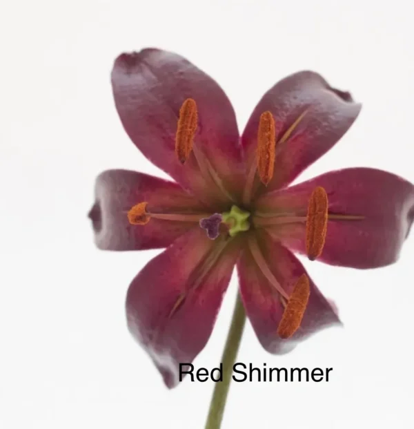 Deep red lily with orange anthers
