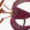 Close-up dark maroon lily with orange anthers