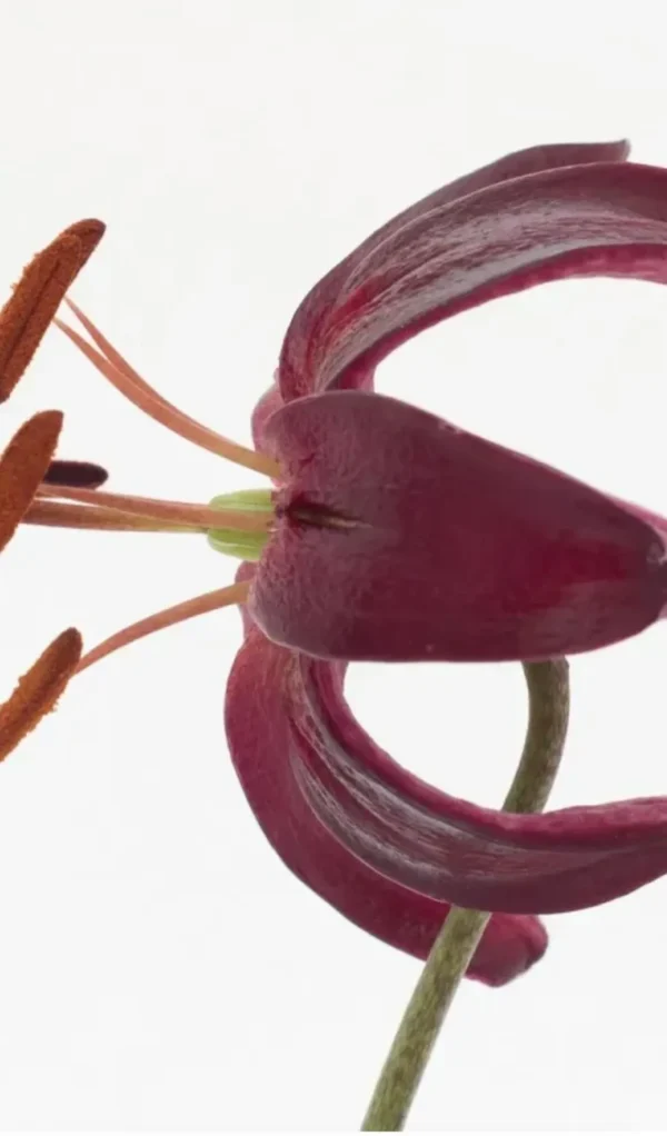 Close-up dark maroon lily with orange anthers