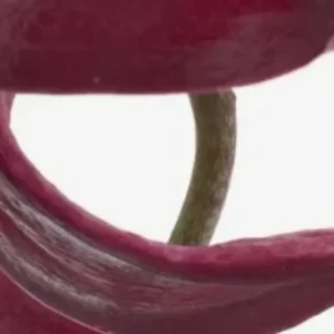 Close-up of two red cherries with stem