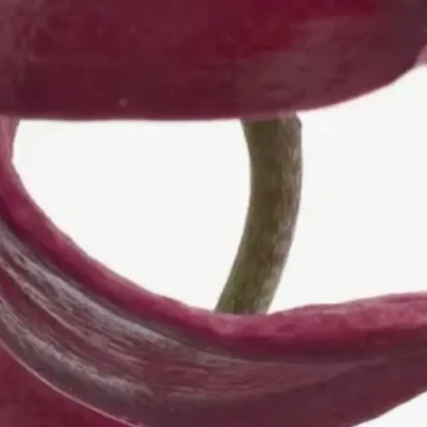 Close-up of two red cherries with stem