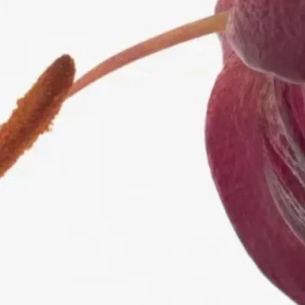 Close-up purple petal and orange stamen