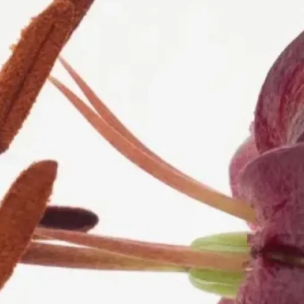 Close-up of purple lily stamen and anthers