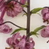 Pink spotted Turk's-cap lily on stem
