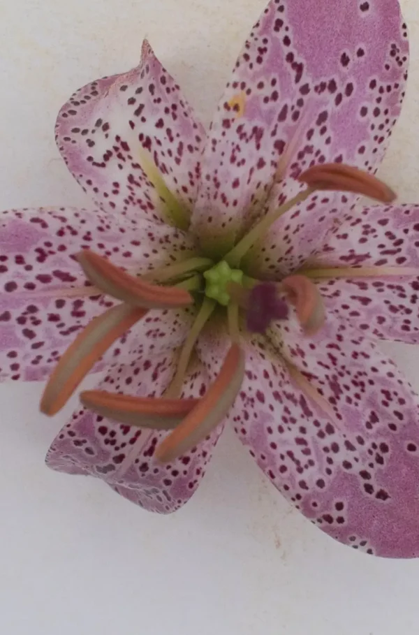 Close-up pink spotted lily with orange stamens
