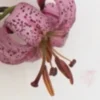 Close-up of pink spotted lily stamens