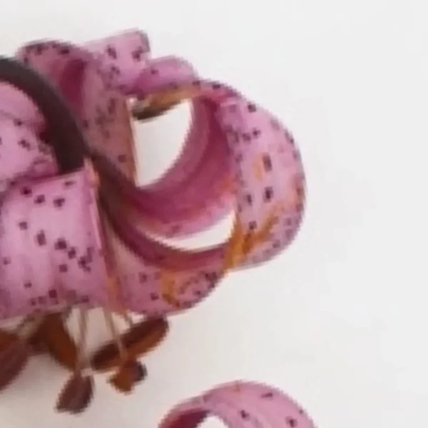 Close-up pink spotted lily petals