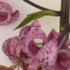 Close-up of curled pink spotted lily petals