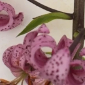 Close-up of curled pink spotted lily petals