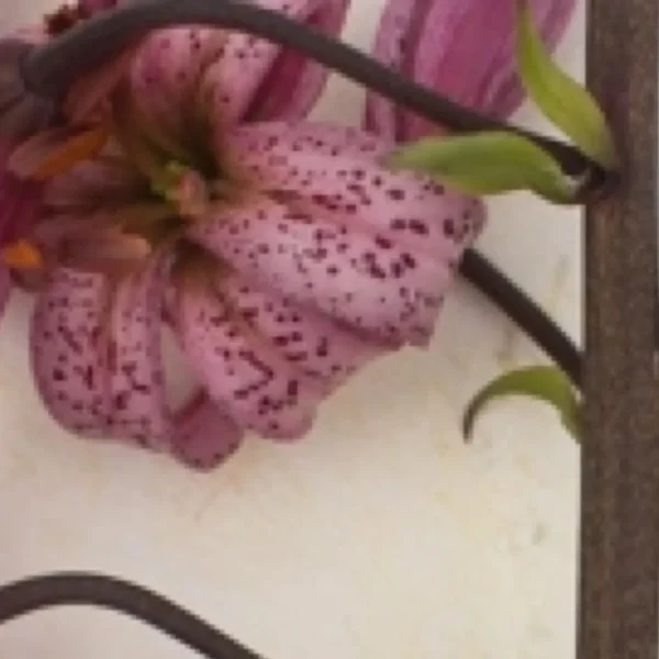 Pink spotted lily blossom on iron trellis