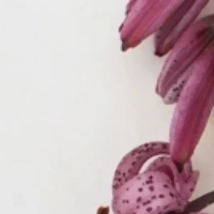 Close-up pink spotted lily petals