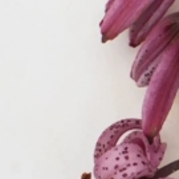 Close-up pink spotted lily petals