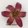 deep burgundy speckled lily, top view