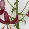 Deep maroon lilies with recurved petals