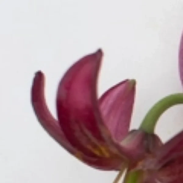 Close-up of purple lily petal