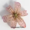 Speckled pink lily blossom on white