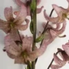 Pink speckled martagon lilies on white background