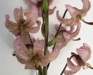 Pink speckled martagon lilies on white background