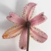 Underside of pink speckled lily