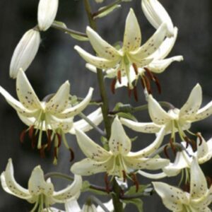 White lilies with speckled petals in bloom.