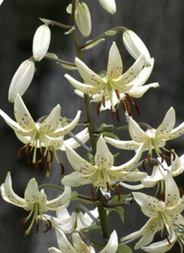 White lilies with speckled petals in bloom.