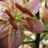 Pink lily flower with dark red stamens.