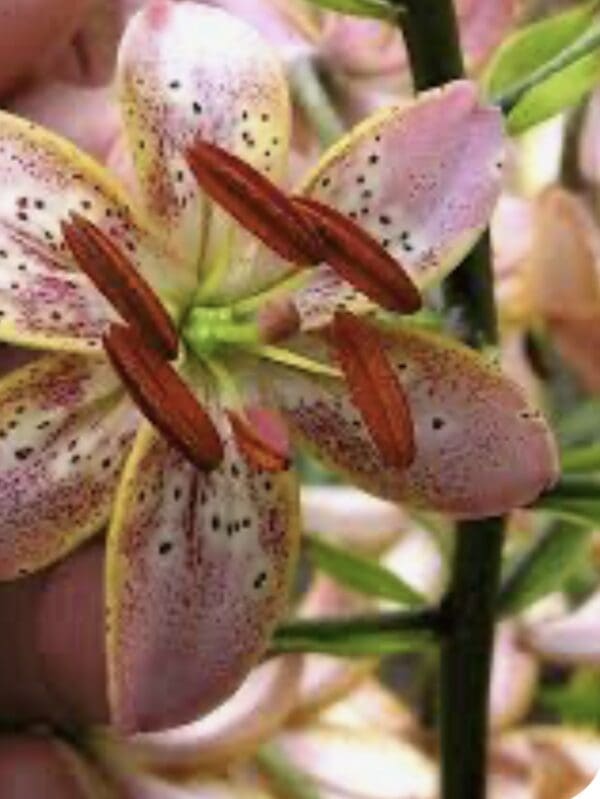 Pink lily flower with dark red stamens.