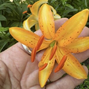 Hand holding a vibrant orange lily flower.