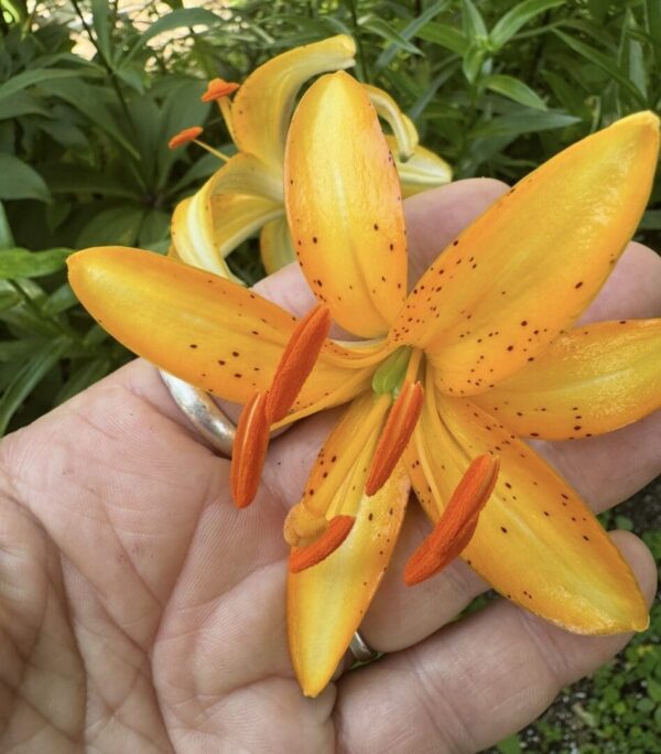 Hand holding a vibrant orange lily flower.
