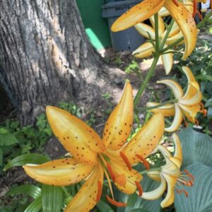 Orange lilies blooming near a tree trunk.
