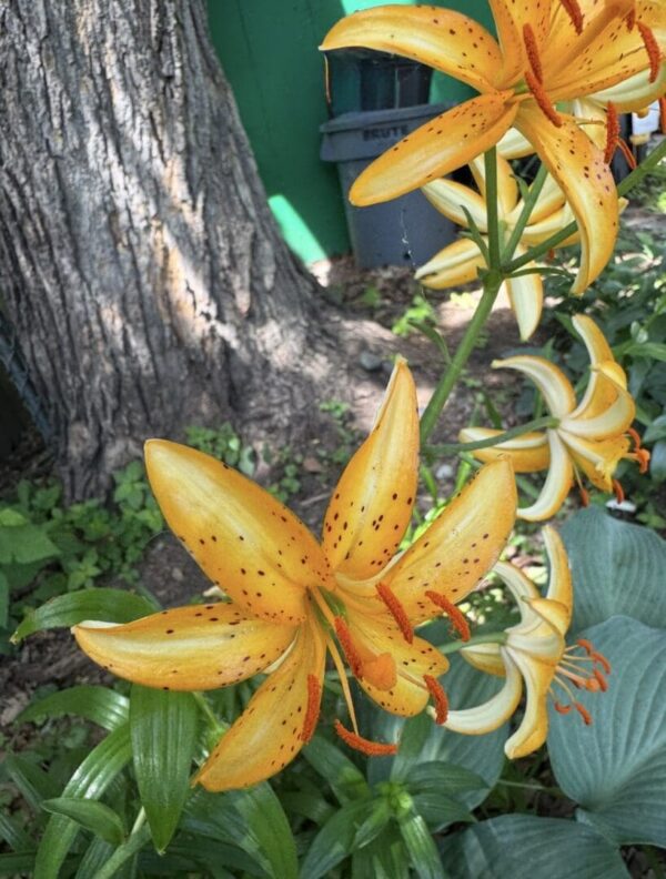 Orange lilies blooming near a tree trunk.