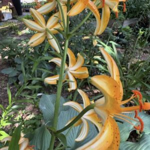 Pale yellow lilies with recurved petals and hosta