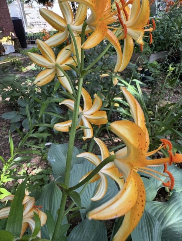 Pale yellow lilies with recurved petals and hosta