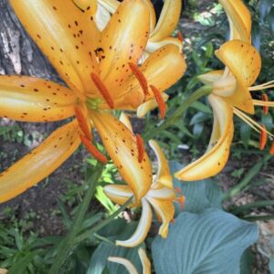 Close-up spotted orange lily with hosta