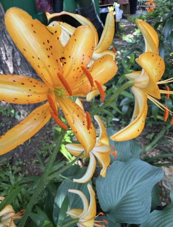 Close-up spotted orange lily with hosta