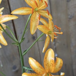 Yellow lilies with speckled petals against wood.