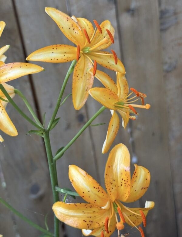Yellow lilies with speckled petals against wood.