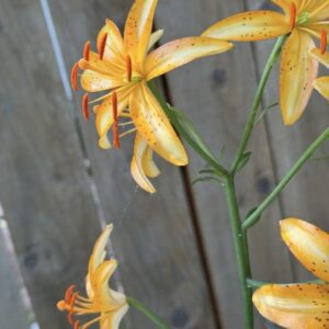 Yellow lilies blooming against wooden fence background.