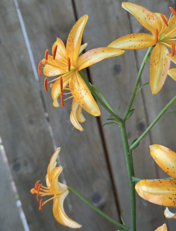 Yellow lilies blooming against wooden fence background.