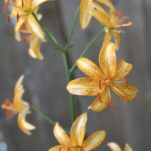 Yellow lilies blooming with orange stamens.