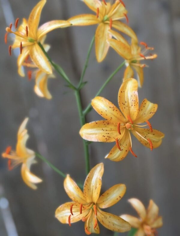 Yellow lilies blooming with orange stamens.