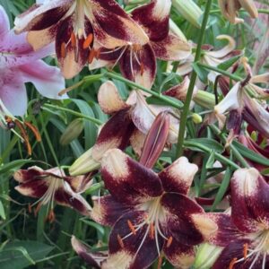Colorful lilies blooming in a garden.