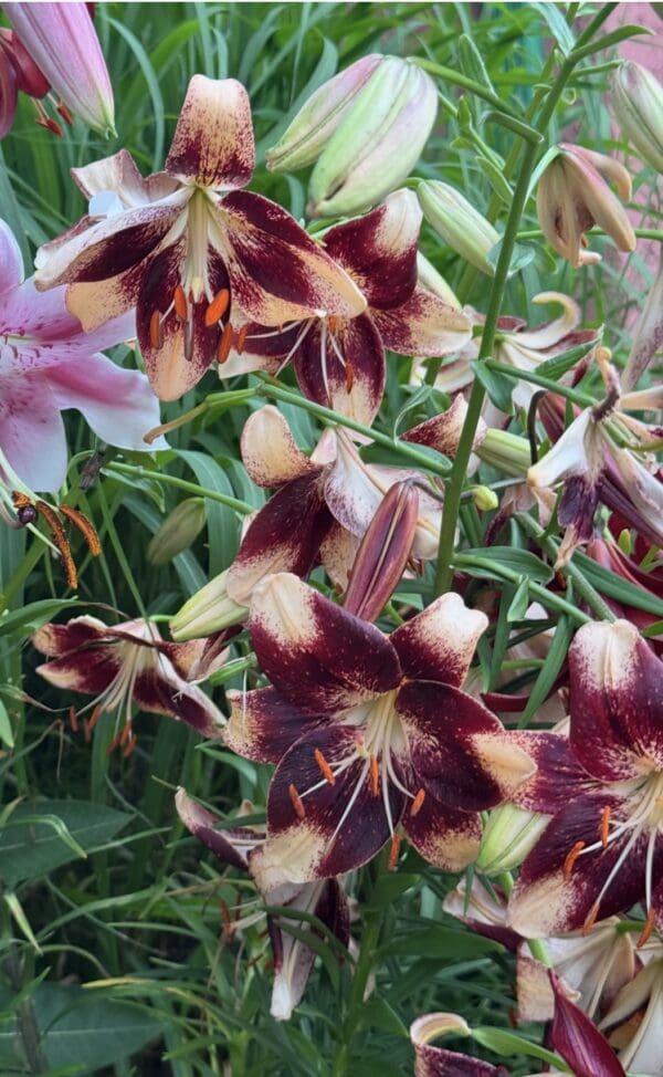 Colorful lilies blooming in a garden.