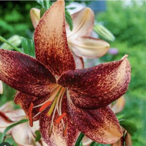 Speckled lily with green foliage background.