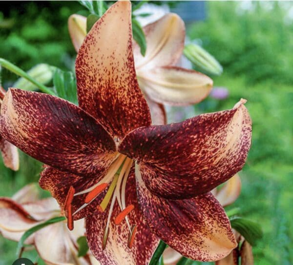 Speckled lily with green foliage background.