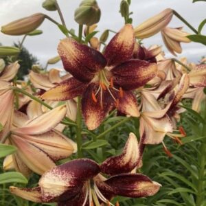 Dark red and cream lilies in bloom.