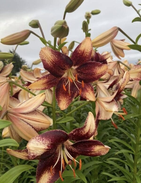 Dark red and cream lilies in bloom.