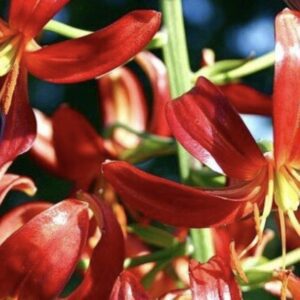 Close-up of vibrant red lilies blooming in sunlight.