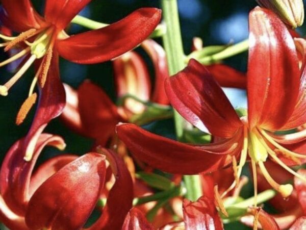 Close-up of vibrant red lilies blooming in sunlight.